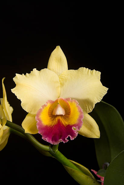 Descubra em 2025 qual é a orquídea mais linda do mundo, onde encontrá-la, como cuidar e curiosidades sobre essa flor rara e encantadora.