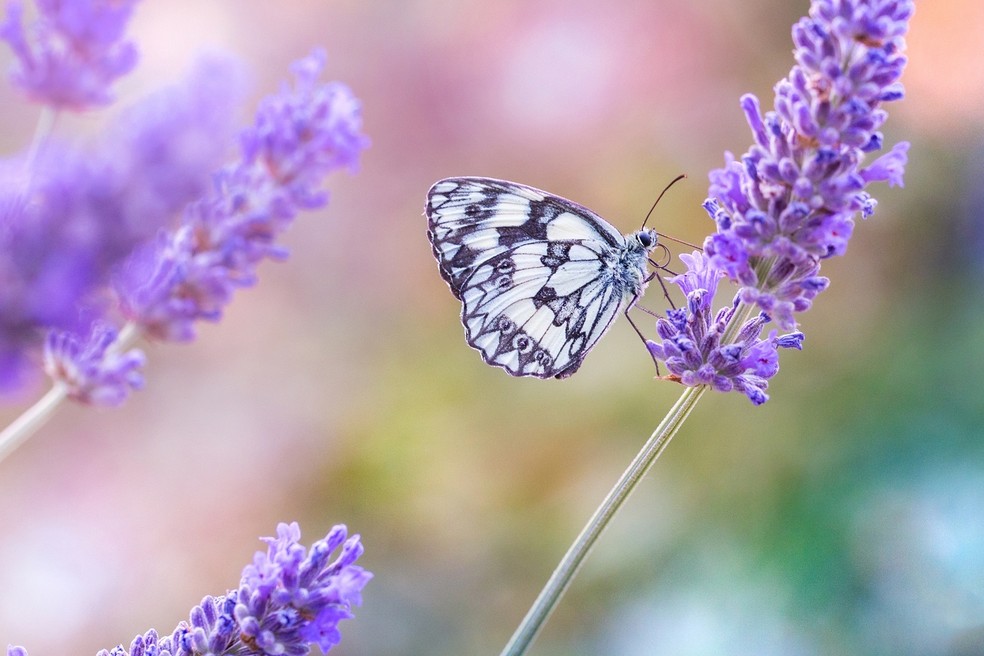 A lavanda é uma boa opção para atrair borboletas, além de acrescentar uma bela tonalidade arroxeada ao jardim — Foto: Magnific/Wirestock/Creative Commons