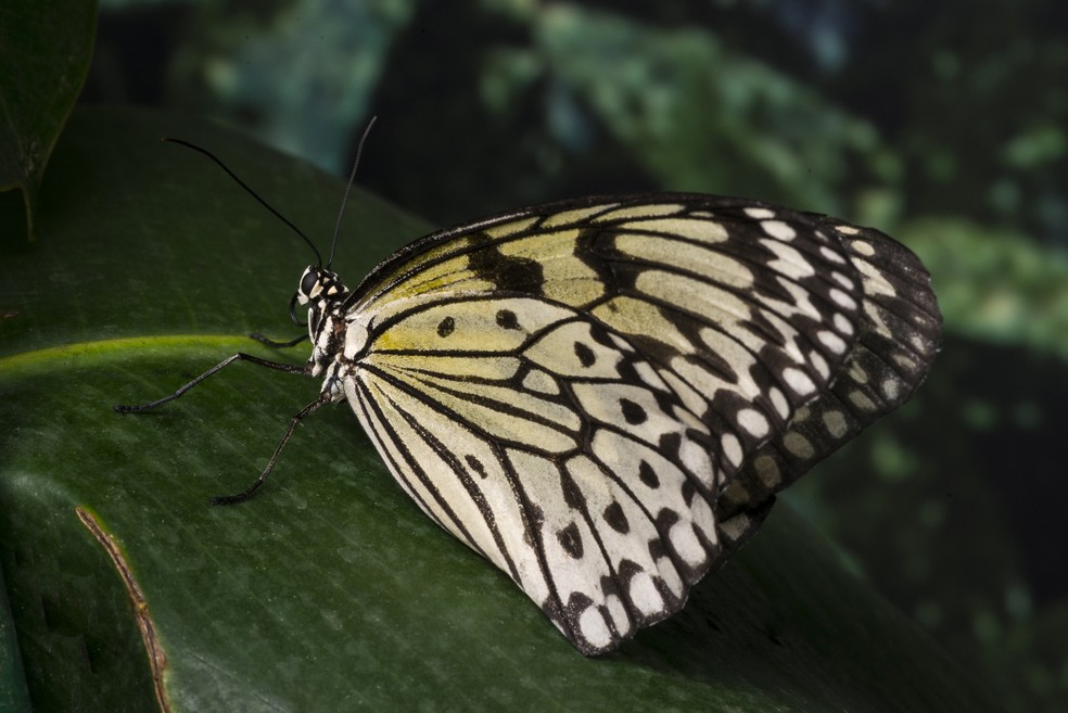 Além de trazer delicadeza ao jardim, as borboletas atuam como bioindicadoras da saúde ambiental, pois sua presença e diversidade ajudam a revelar as condições do ecossistema — Foto: Magnific/Creative Commons