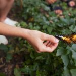 Como Atrair Borboletas para o Jardim: Benefícios e Dicas Práticas