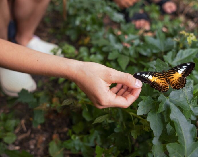 Como Atrair Borboletas para o Jardim: Benefícios e Dicas Práticas