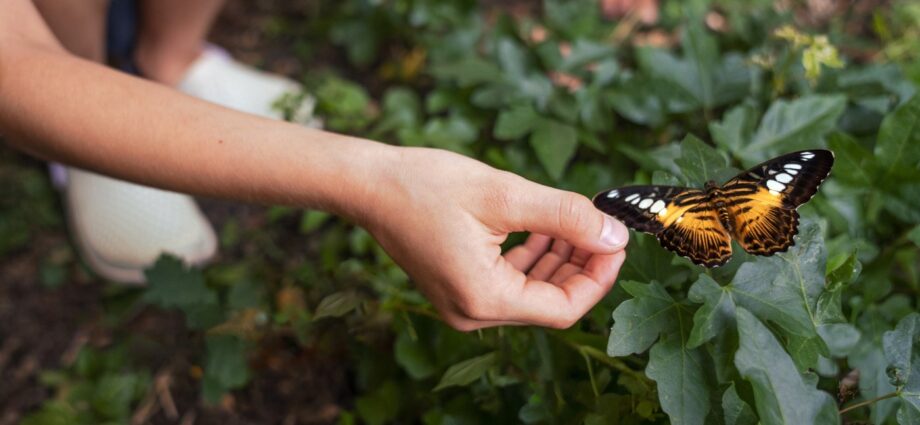 Como Atrair Borboletas para o Jardim: Benefícios e Dicas Práticas