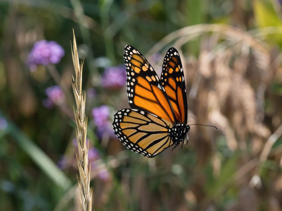 As borboletas também podem trazer benefícios ao bem-estar humano, desde a redução da ansiedade até o fortalecimento da conexão com a natureza. — Foto: Magnific/Wirestock/Creative Commons